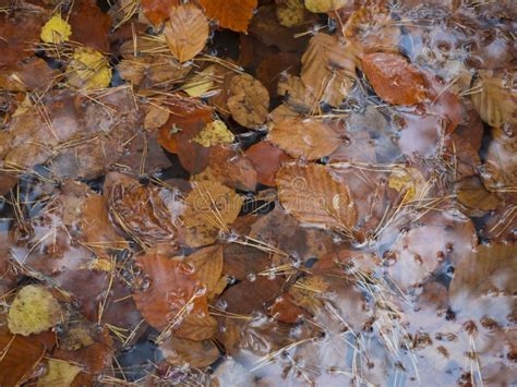 Colorful Autumn Fallen Wet Beech And Birch Leaves And Pine Needles On