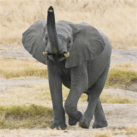 Do All Elephants Have Tusks Location Size And Use Animal Ways