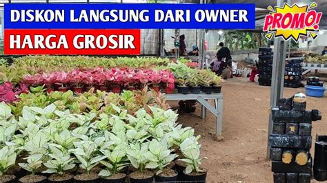 Diskon Langsung Dari Owner Aglaonema Murah Harga Grosir Youtube