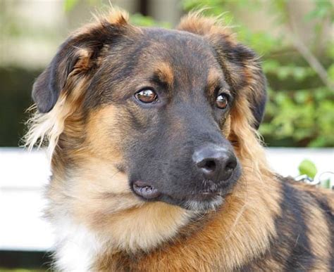 17 Adorable German Shepherd Mixes: Top Of Their Class Mixed Breeds!