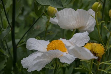 White Flower Susanne Nilsson Flickr