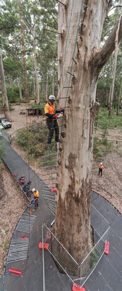 Gloucester Tree Scheduled To Reopen Next Month