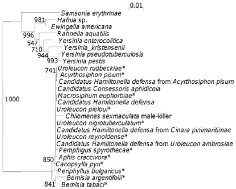 16s Rdna Phylogenetic Tree Indicating The Position Of The C