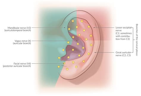 Auditory Nerve Diagram