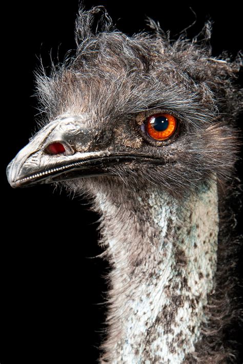 Three Feathers Emu