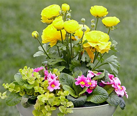 How To Grow Ranunculus Garden Gate