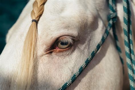 Premium Photo Amazing Green Eye Of A White Horse