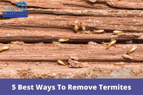 5 Best Ways To Remove Termites