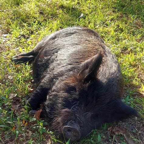 Pigs | TnF Farms, Havana, Florida