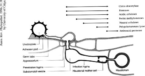 Figure 2 From Morphogenesis And Mechanisms Of Penetration By Plant