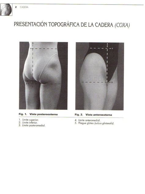 Atlas De Anatomia Palpatoria 2 Pdf SALUD PDF Descarga Gratuita