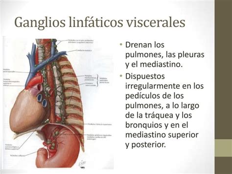 Mediastino Superior Y Posterior Ppt