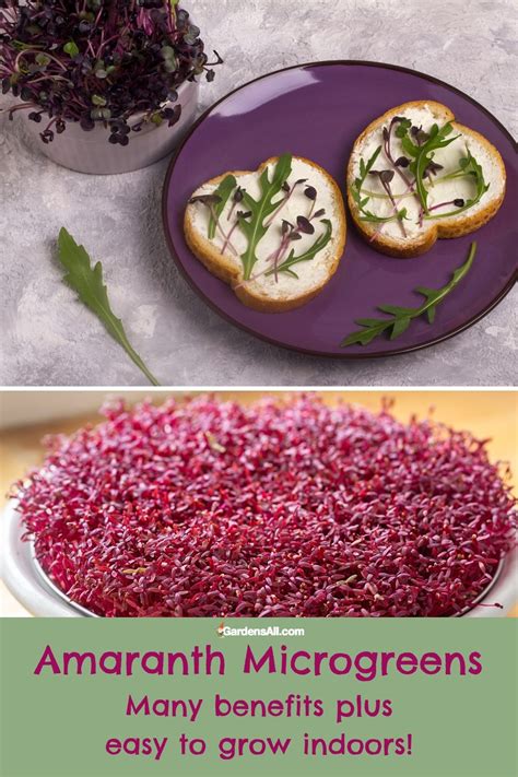 Amaranth Microgreens Benefits And Nutrition Facts To Know GardensAll