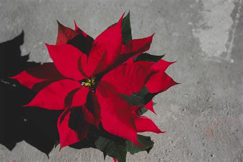 Comment Faire Refleurir Un Poinsetia Conseil Jardinage