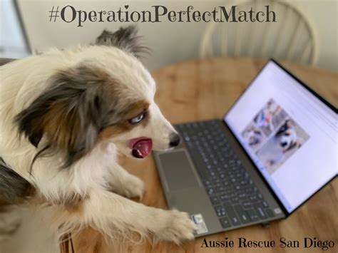 Adopt a Dog - Aussie Rescue San Diego