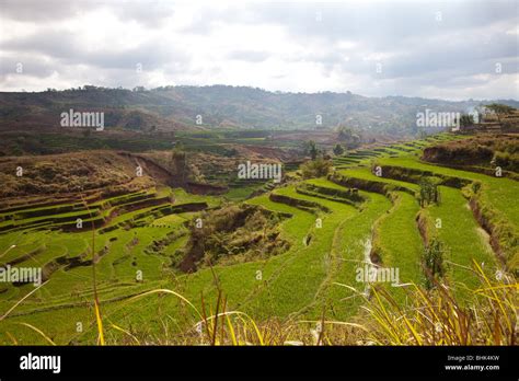 Ruteng area on the island Flores, Indonesia Stock Photo - Alamy