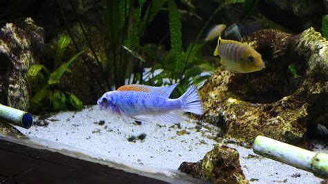 African Malawi Cichlid Tank 3600l Youtube