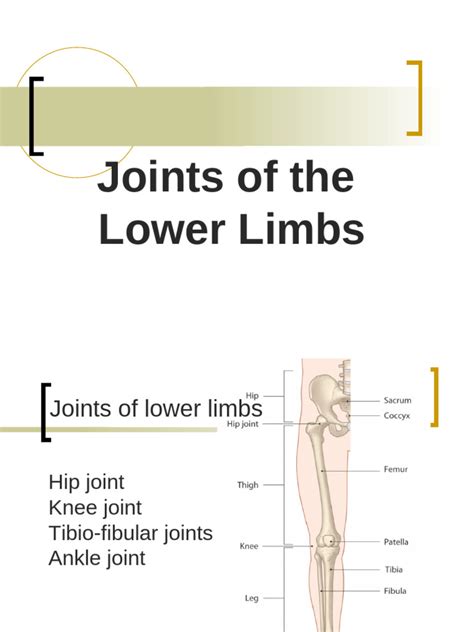 joints    limbs  knee ankle