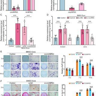 CircHIPK3 Promoted Osteogenic Differentiation Of MC3T3 E1 Cells A