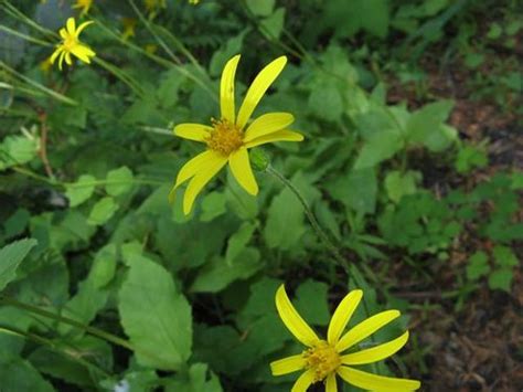 Florabroadleaf Arnica Hiking In Portland Oregon And Washington