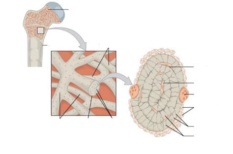 Spongy Bone Diagram | Quizlet