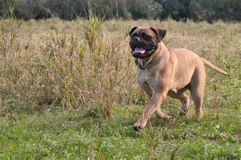 Características del bullmastiff MiVet