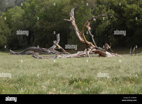 Dead Oak Tree Stock Photo Alamy