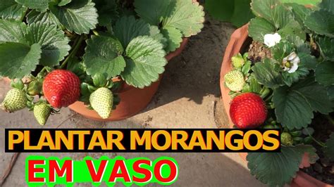 Como Plantar Mudas De Morangos Em Vaso Youtube