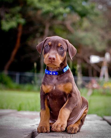 The Other Friends 5 Dog Breeds For Single Women Doberman Pinscher