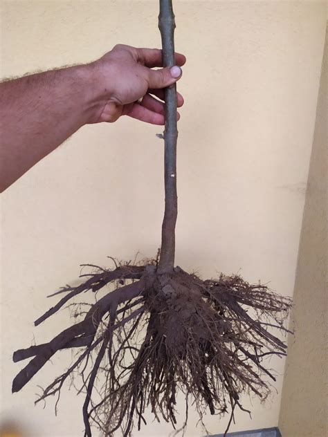 Paulownia Shan Tong 1-ročný pník /predobjednávka JAR 2024/