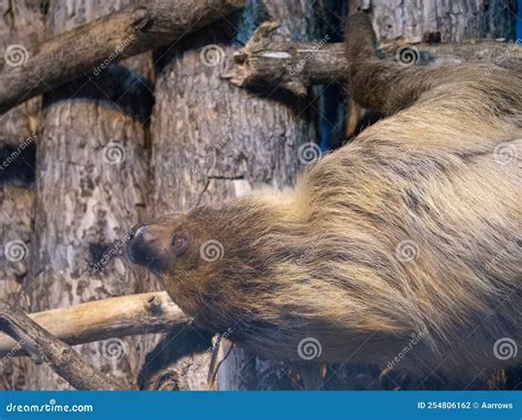 Sloth Hanging Upside Down on a Tree Branch Stock Photo - Image of ...