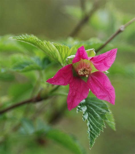 Homeowners – Woodbrook Native Plant Nursery