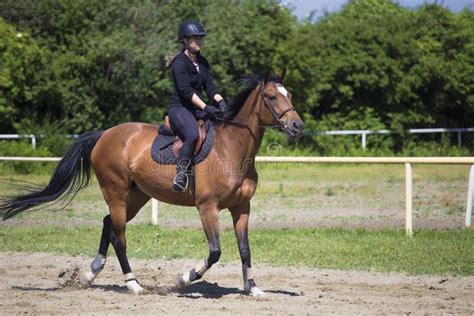 Training In The Riding School Riders And Horses Stock Photo Image Of