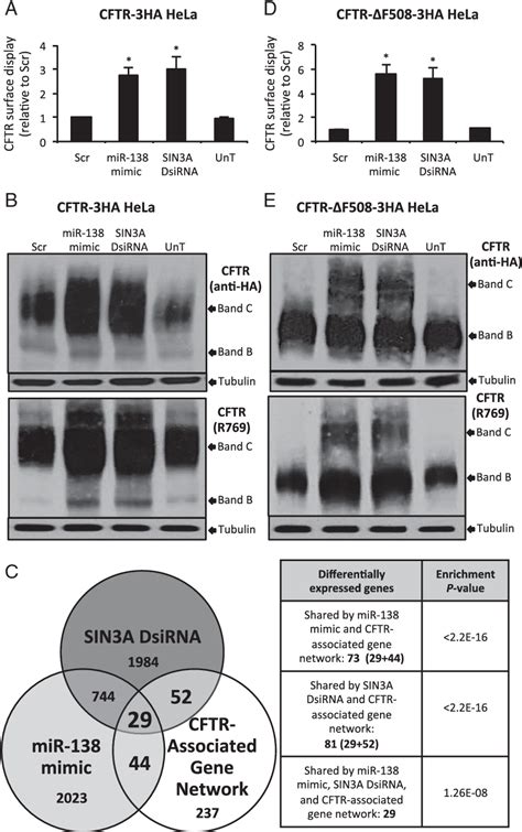 Figure 3 From A Microrna Network Regulates Expression And Biosynthesis Of Wild Type And Δf508