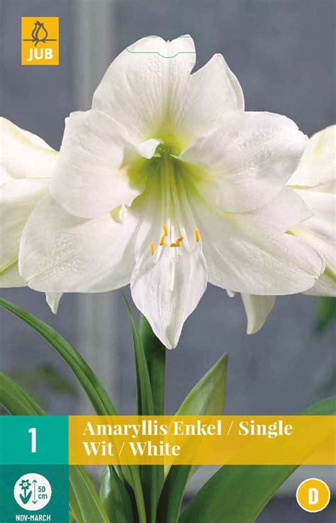 Jub Holland Amaryllis Bloembollen Wit 3 Xbloembol Bolmaat 2426