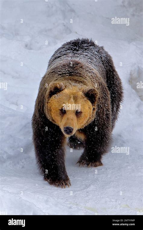 Japanese Brown Bearshiretoko National Parkhokkaidojapan Stock Photo