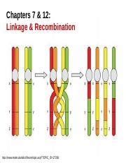 Chapters 7 12 Linkage Recombination Slides Pdf Chapters 7 12