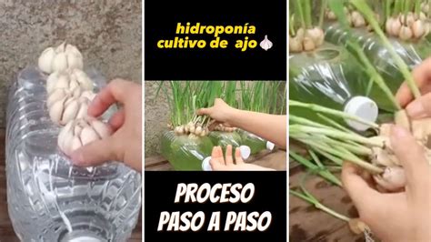 Truco para cultivar ajos en casa usando hidroponía TDI Colombia