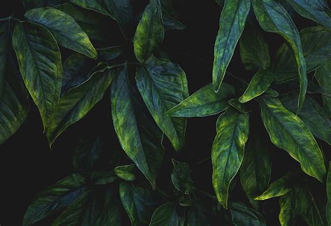 Alocasia Leaves Veins Macro Green Hd Phone Wallpaper Peakpx