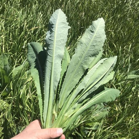 Wild lettuce as food and pain relief: how to identify it in your garden