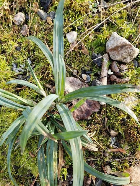 Carex Flaccosperma Dewey Thin Fruit Sedge World Flora Pl Ntnet