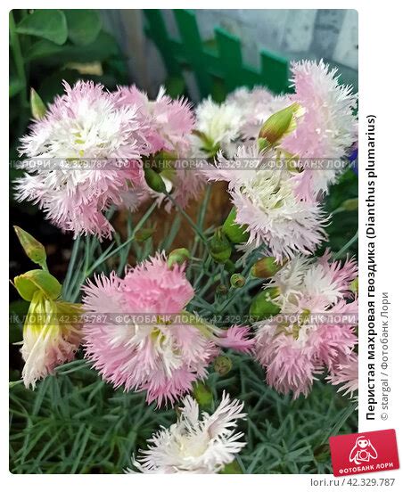 Перистая махровая гвоздика (Dianthus plumarius) Редакционное фото ...