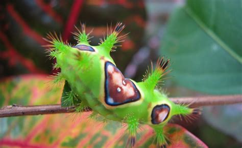 Luminous green spiky caterpillar - Euclea delphinii Series #12 - RWS ...