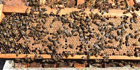 Honey Bee Larvae: Recognizing Healthy Bees- Carolina Honeybees