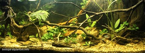 Niger River Delta, Nigeria, 240 L – Biotope Aquarium