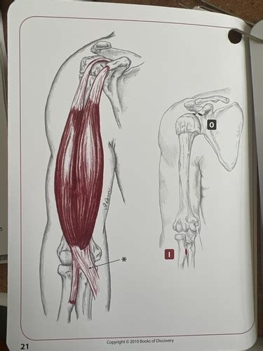 Muscles Of Elbow Flashcards Quizlet