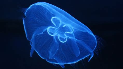 Des Plongeurs Dévoilent Le Monde Merveilleux De La Fluorescence Sous Marine