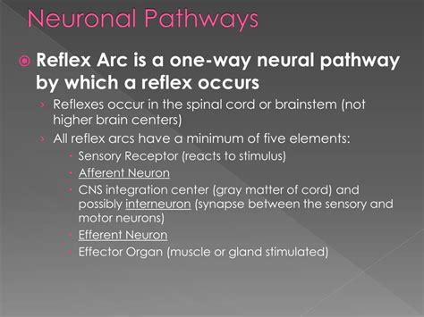 PPT - Neuronal Pathways PowerPoint Presentation, free download - ID:2656501