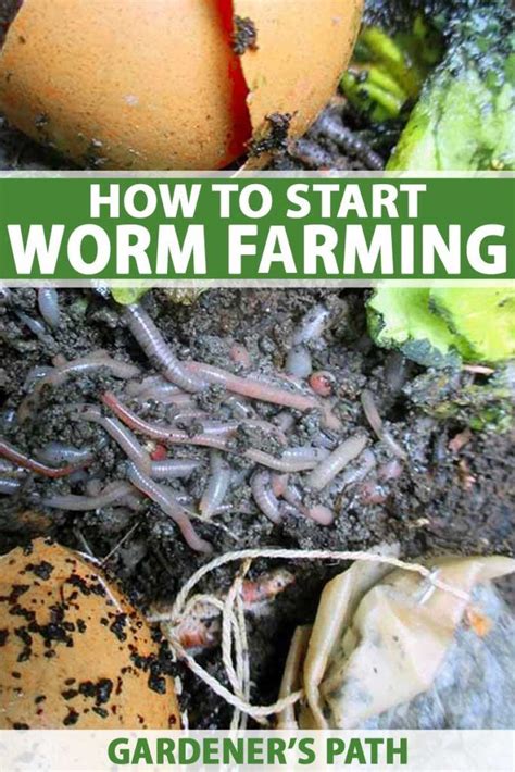 Compost Soil Garden Compost Worm Composting Garden Pests Composting