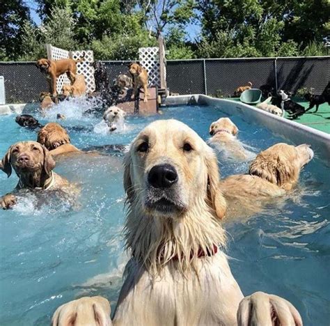 Psbattle These Dogs In A Swimming Pool Rphotoshopbattles